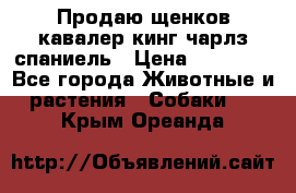 Продаю щенков кавалер кинг чарлз спаниель › Цена ­ 40 000 - Все города Животные и растения » Собаки   . Крым,Ореанда